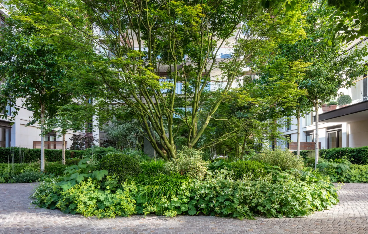 Parrotia tree at Holland Park Villas