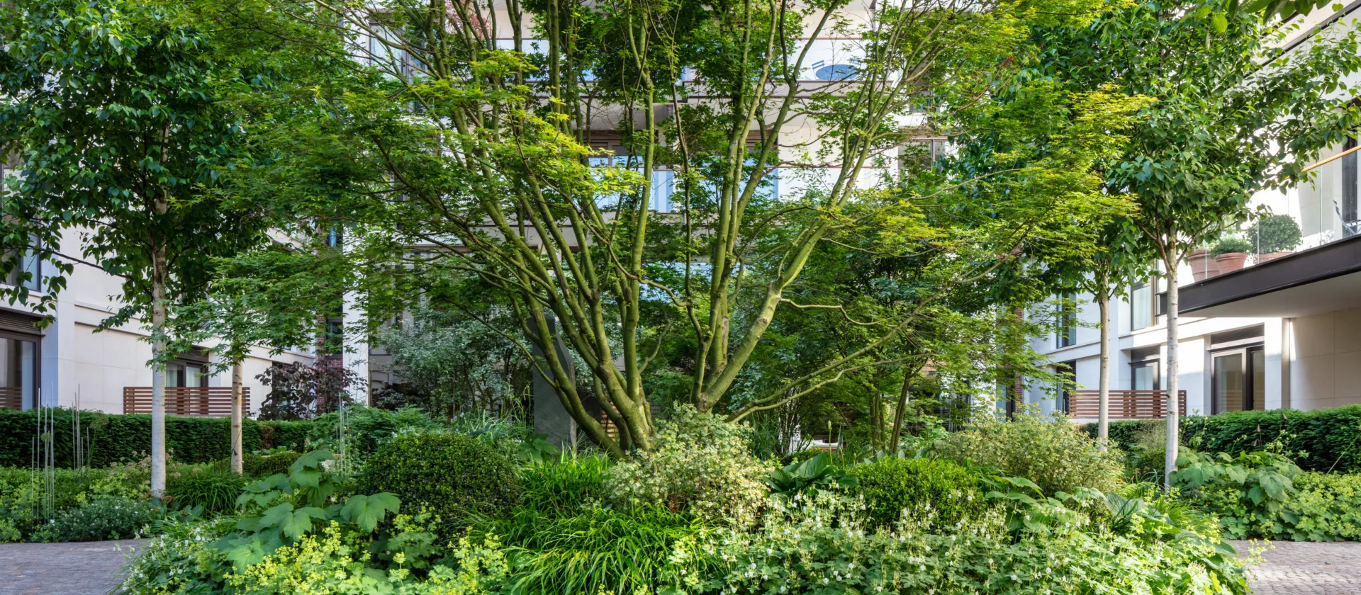 Parrotia tree at Holland Park Villas