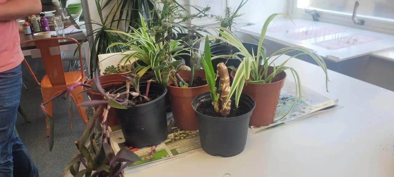 Gillespies supports charity Plantlife with first fundraiser