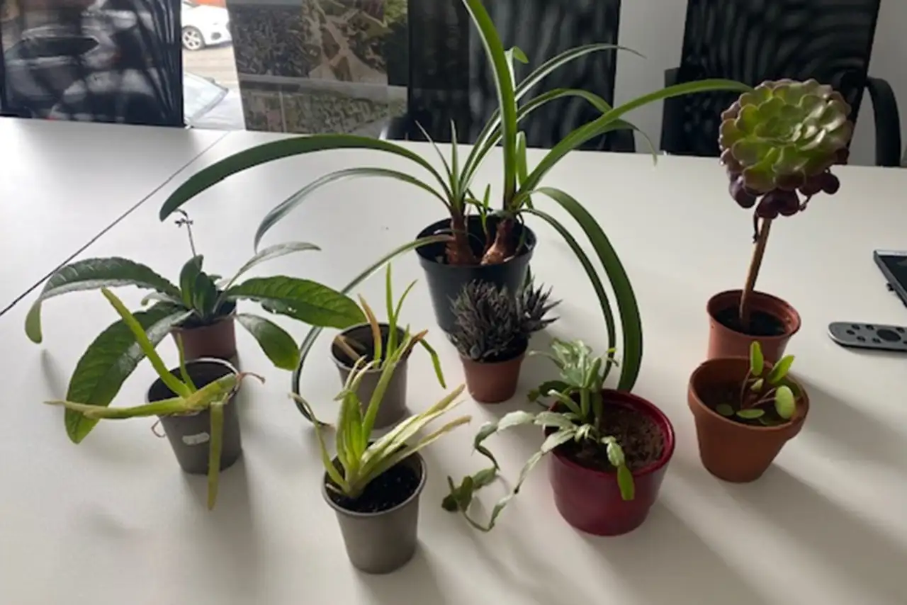 Gillespies supports charity Plantlife with first fundraiser