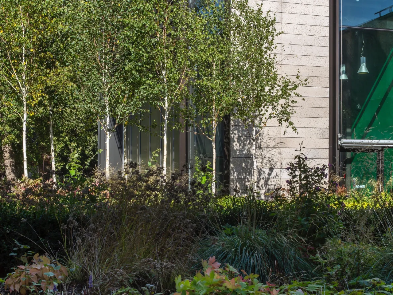 Lush courtyard planting with birch trees and native species at British Museum WCEC landscape architecture project.