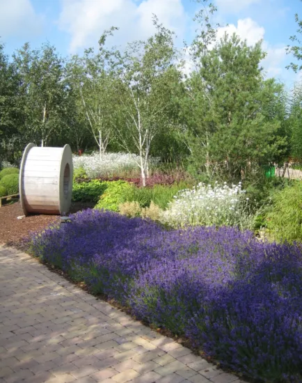 Vibrant purple and white flower borders with birch trees at Danfoss Universe landscape gardens in Nordborg, Denmark.