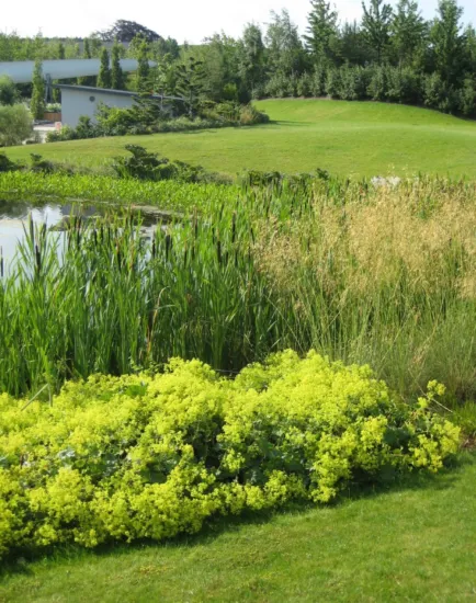 Lakeside planting with lush greenery and vibrant yellow flowers at Danfoss Universe landscape architecture in Nordborg, Denmark.
