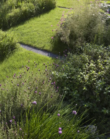 Hampstead Lane garden with lush lawn, stone path, and vibrant planting creating naturalistic contemporary landscape design.