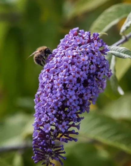 Bumblebee on Buddleia flower at Port Sunlight River Park, supporting pollinators through biodiverse landscape planting.