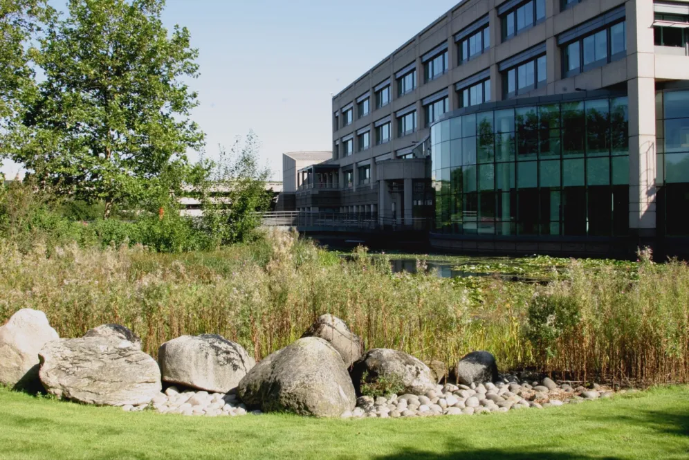 Biodiverse planting and pond edge at Glaxo Research Campus, Stevenage, highlighting ecological corporate landscape architecture and habitat enhancement.