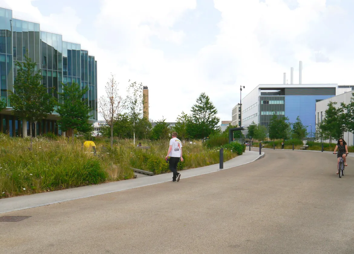 Cambridge Biomedical Campus streetscape with wildflower verge, street trees on main route for pedestrians, cyclists and vehicles in a sustainable landscape. Designed by Gillespies.