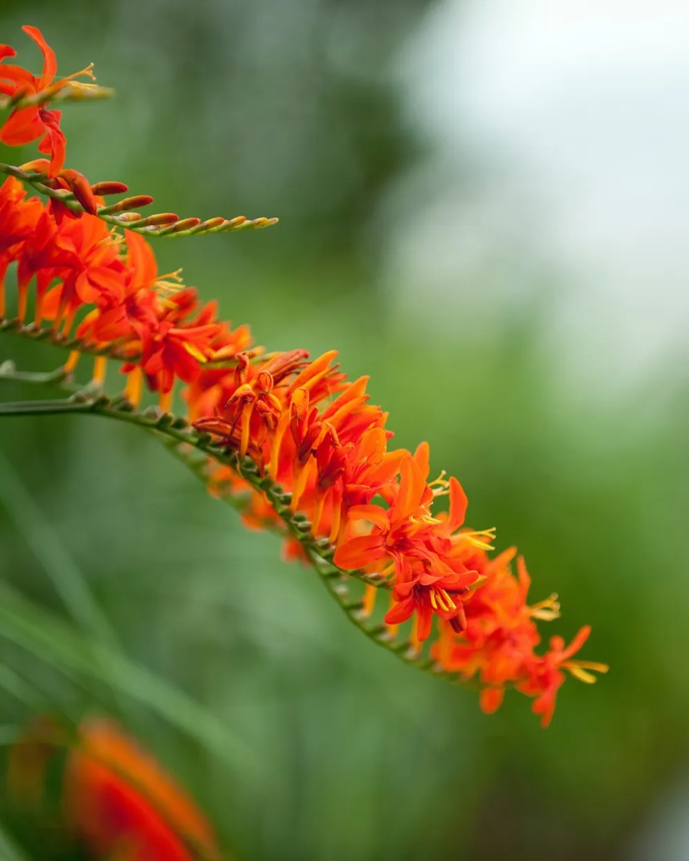 Close-up of Crocosmia flower with vibrant orange blooms, used within the planting scheme at Sky Garden.