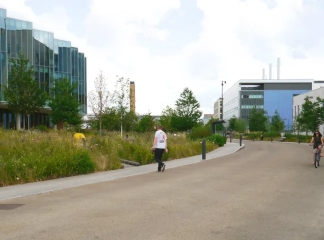 Cambridge Biomedical Campus streetscape with wildflower verge, street trees on main route for pedestrians, cyclists and vehicles in a sustainable landscape. Designed by Gillespies.